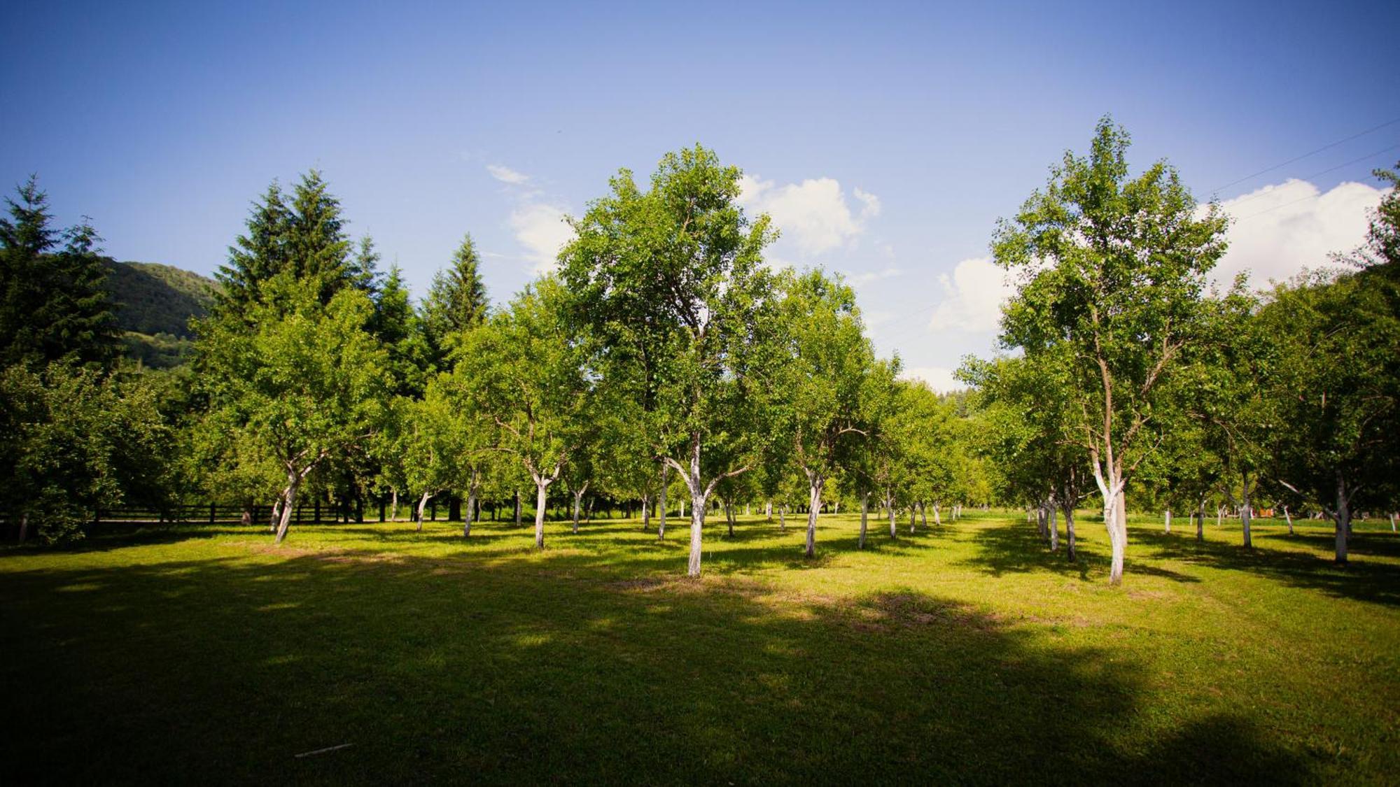 Ethno Village Stitarica Mojkovac Buitenkant foto